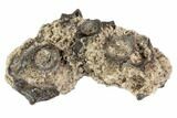 Permian Reptile Vertebrae & Bone Fragments - Oklahoma #79496-1